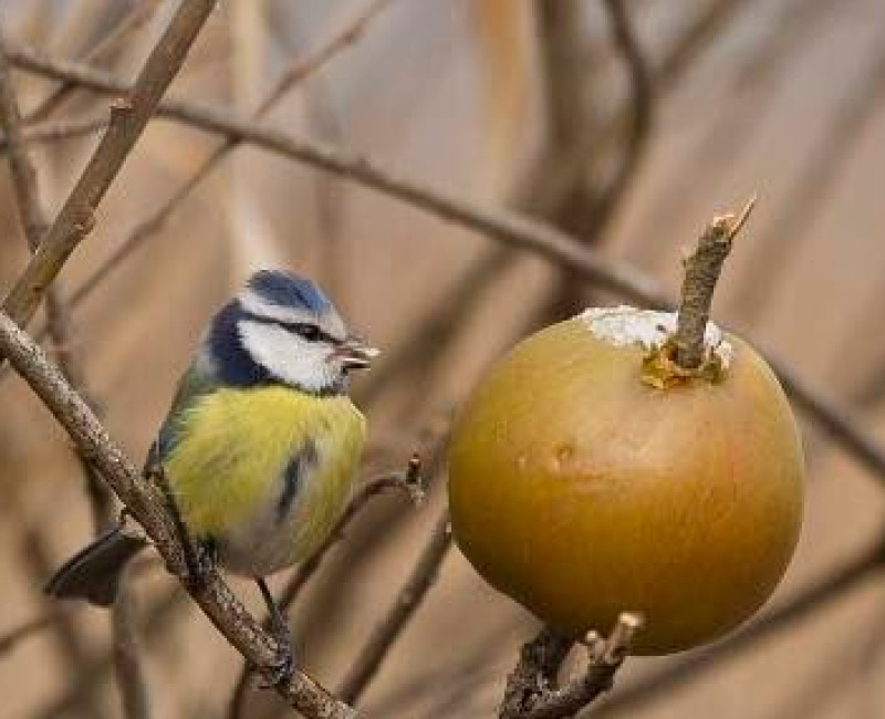 Figyeljünk téli, tollas vendégeinkre!